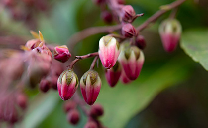冬の草花の写真